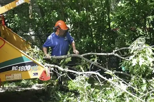 tree services Rutherford